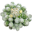 Thimble Cactus - Mammillaria gracilis fragilis