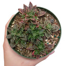 Crassula Tiger Jade Picturata