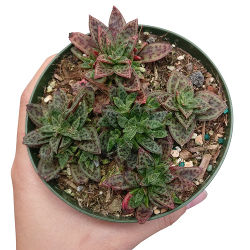tiger jade plant Crassula Tiger Jade - Crassula Picturata Colorful Succulent Care Guide
