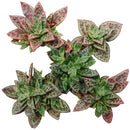 Crassula Tiger Jade Picturata