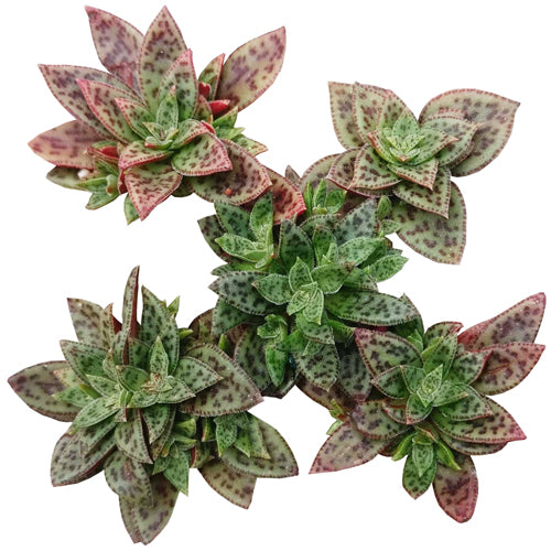 tiger jade succulent Crassula Tiger Jade