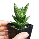 Tiger Tooth Aloe Juvenna - Aloe-mitriformis