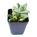 Tiger’s Jaw Crassula - Faucaria candida