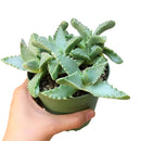 Tiger’s Jaw Crassula - Faucaria candida