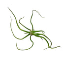 bulbosa belize, tillandsia ionantha rubra, where belize, where belize located, ionantha rubra, bulbosa, who colonized belize, bulbosa belize air plant