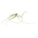 Tillandsia Butzii Air Plant for sale, How to grow Tillandsia Butzii Air Plant, How to care for Tillandsia Butzii Air Plant, Air plants subscription box monthly, Air plants home decor ideas, Air plants gift ideas