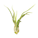 Tillandsia Caput Medusae air plant for sale, Medusa's head plant for sale, Tillandsia Caput Medusae easy-care indoor plant, Air plants gift decor ideas, Air plants subscription box delivered monthly