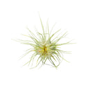 Tillandsia Fuchsii Airplant Care, Tillandsia Fuchsii Air Plants for sale, How to grow Tillandsia Fuchsii Air Plants indoor, Air plants subscription box delivered monthly, Air plants gift ideas for any occasion