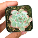 Echeveria Tippy Pink Succulent