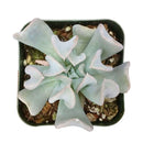 Echeveria runyonii Topsy Turvy