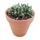 Trichodiadema densum “Spiny African Bonsai”