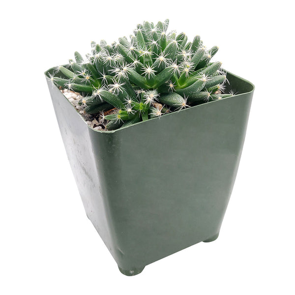 Trichodiadema densum “Spiny African Bonsai” | Succulent Gift Decor