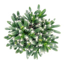 Trichodiadema densum “Spiny African Bonsai”