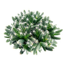 Trichodiadema densum “Spiny African Bonsai”
