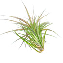 Tillandsia Tenuifolia Amethyst air plant for sale, unique gift decor ideas, air plant subscription delivery monthly, Tillandsia Tenuifolia Amethyst with air plant care guide
