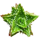 Tiger Tooth Aloe Juvenna - Aloe-mitriformis