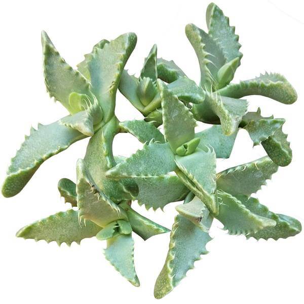 tigers jaw succulent care Tiger's Jaw Crassula (Faucaria tigrina): Unique Succulent Plant for Sale