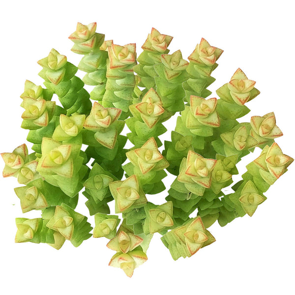 Crassula Tom Thumb Succulent For Sale | Succulent Care