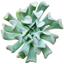 Echeveria runyonii Topsy Turvy