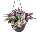 4" pot tradescantia 'nanouk' live houseplant for sale, fantasy venice tradescantia with multicolored striped thick leaves, trailing vining habit perfect for hanging baskets or high shelves, fast grower with vibrant color dependant on bright indirect light, easy propagation from stem cuttings, lively colorful boho home decor plant, memorable gift for houseplant collectors