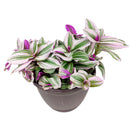 4" pot tradescantia 'nanouk' live houseplant for sale, fantasy venice tradescantia with multicolored striped thick leaves, trailing vining habit perfect for hanging baskets or high shelves, fast grower with vibrant color dependant on bright indirect light, easy propagation from stem cuttings, lively colorful boho home decor plant, memorable gift for houseplant collectors