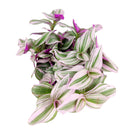 4" pot tradescantia 'nanouk' live houseplant for sale, fantasy venice tradescantia with multicolored striped thick leaves, trailing vining habit perfect for hanging baskets or high shelves, fast grower with vibrant color dependant on bright indirect light, easy propagation from stem cuttings, lively colorful boho home decor plant, memorable gift for houseplant collectors