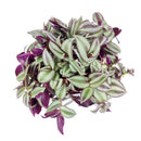 buy tradescantia zebrina 'wandering dude' live air plant 4" pot online, lush purple green and silver variegated trailing foliage, bold cascading vines with soft fleshy stems, striking bohemian aesthetic for shelves baskets and windowsills, easy care with consistent moisture and indirect light, an unforgettable living gift that keeps on growing