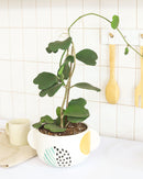 6 inch trailing hoya kerrii heart (at least 3+ leaves) live houseplant for sale, fully leafed trailing hoya kerrii with at least three glossy emerald hearts, thick vining succulent stems in a standard grower pot ready to trail or hang, low-maintenance care with infrequent watering and bright indirect light needs, slow-growing long-lived tropical vine with heirloom quality, an elegant romantic home accent with bohemian appeal, a perfect heartfelt gift for valentines day anniversaries or birthdays
