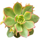 2 inch Succulent Randomly Picked
