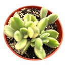 Variegated Bear Paw - Cotyledon tomentosa