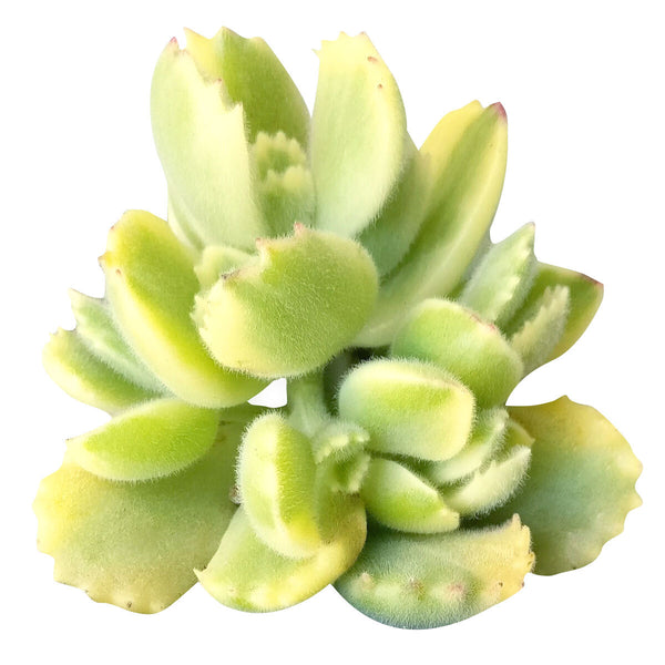 Variegated Bear Paw Cotyledon Tomentosa Succulent for Sale