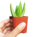 2 inch variegated aloe plant live succulent for sale, petite starter rosette with cream band markings on green succulent leaves, compact upright growth habit, fleshy drought-resistant foliage in plastic pot, easy beginner-friendly care requirements, pretty windowsill or desk succulent accent, charming and affordable gift plant for any space