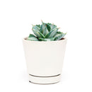 buy variegated butterfly agave live succulent 3.5 inch online, blue-green and creamy yellow variegated rosette foliage, compact architectural form with slow steady long-lived growth, sharp terminal and marginal spines throughout leaf structure, thrives in full sun with very low water requirements, striking sculptural accent for desert, boho or modern minimalist decor, a rare and highly sought-after collector succulent gift