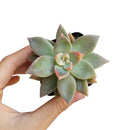 Variegated Ghost Plant - Graptopetalum paraguayense