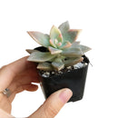 Variegated Ghost Plant - Graptopetalum paraguayense