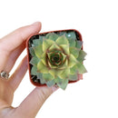 buy variegated sempervivum live succulent 4 inch plastic pot online, full mature rosette displaying creamy yellow variegation against green leaves with vivid red tips, dense symmetrical form, frost hardy and drought tolerant alpine succulent, slow growing and long-lived heirloom quality, stunning decorative accent for outdoor gardens or sunny indoor spaces, exceptional rare succulent gift idea