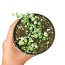 Variegated String Of Pearls - Senecio rowleyanus f. variegatus