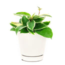 6 inch variegated hoya carnosa live houseplant for sale, full trailing vine in grower pot showing abundant variegated foliage, green and white leaves with pink blush in bright light, long-lived heirloom houseplant, suited for bright bathroom or kitchen windowsill, a beautiful and enduring gift for any plant lover
