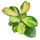 best place to buy house plants online, hoya australis lisa, hoya lisa, australis lisa hoya, hoya australis lisa care, hoya lisa plant, hoya lisa plant care, hoya australis lisa for sale, lisa australis, houseplant, houseplants, houseplants for sale, best indoor plants, types of houseplants, low light houseplants, easy to grow houseplants, houseplants near me