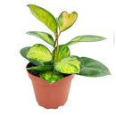 best place to buy house plants online, hoya australis lisa, hoya lisa, australis lisa hoya, hoya australis lisa care, hoya lisa plant, hoya lisa plant care, hoya australis lisa for sale, lisa australis, houseplant, houseplants, houseplants for sale, best indoor plants, types of houseplants, low light houseplants, easy to grow houseplants, houseplants near me