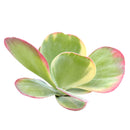 Paddle Plant (Flapjacks) - Kalanchoe luciae