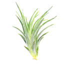 Tillandsia Victoriana air plant for sale, unique gift decor ideas, air plant subscription delivery monthly, Tillandsia Victoriana with air plant care guide, Ionantha air plant