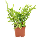 Crassula Watch Chain - Crassula muscosa