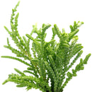 Crassula Watch Chain - Crassula muscosa