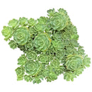4 inch plant in plastic pot, a simple and lightweight option for displaying your choice of succulent or houseplant.