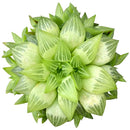 Window Haworthia - Haworthia retusa f. geraldii