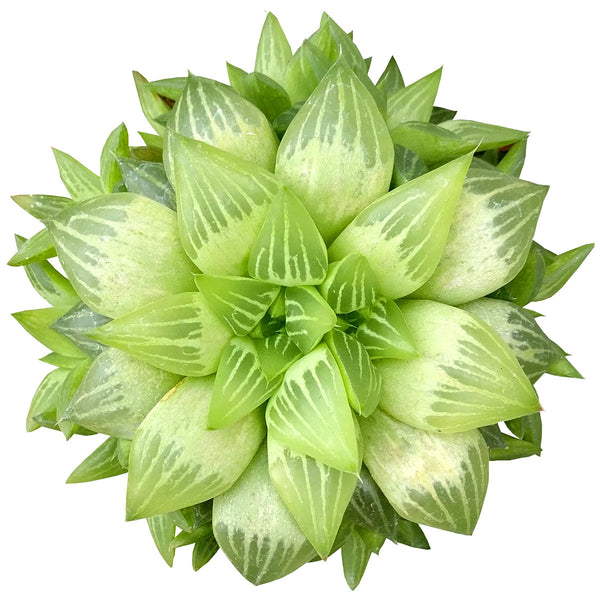 indoor window succulent planter Window Haworthia Succulent - Drought-tolerant Indoor Plants