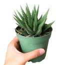 Haworthia Zebra - Haworthia fasciata Plant