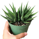 Haworthia Zebra - Haworthia fasciata Plant