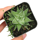 Haworthia Zebra - Haworthia fasciata Plant